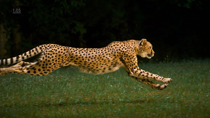 Admire The Elegant Beauty Of Cheetah Running At Full Speed -4