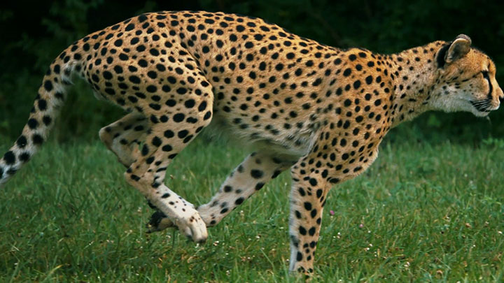 Admire The Elegant Beauty Of Cheetah Running At Full Speed -8