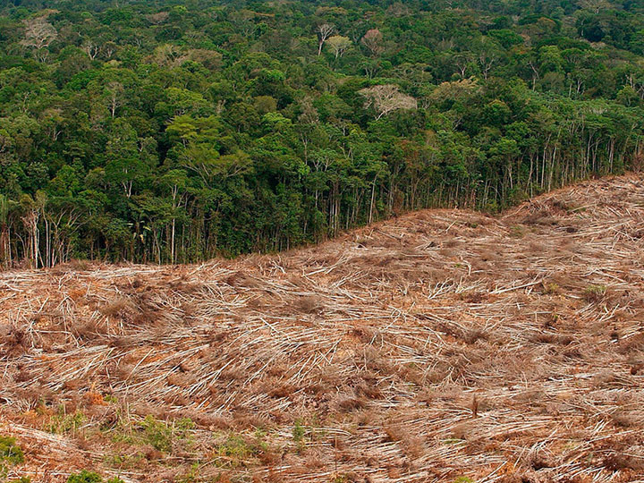 This Interactive World Map Reveals The Massive Deforestation Of Earth In Real Time-4