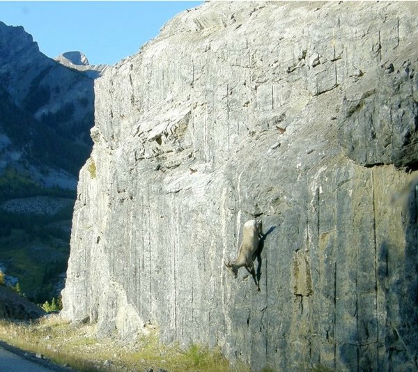 Top 12 Mountain Goats In A Miserable Position While Climbing A Cliff-