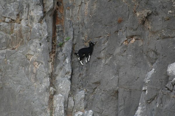 Top 12 Mountain Goats In A Miserable Position While Climbing A Cliff-5