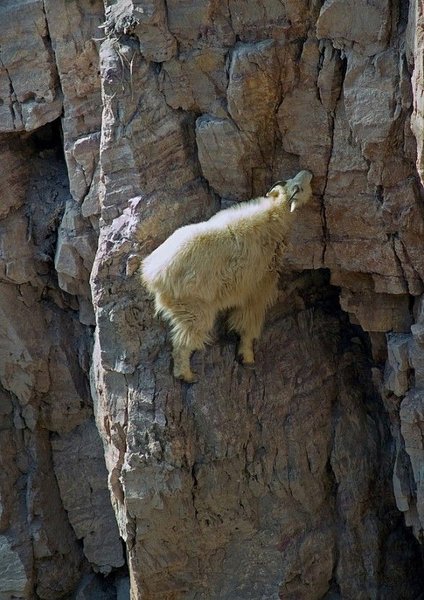 Top 12 Mountain Goats In A Miserable Position While Climbing A Cliff-9