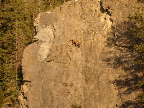Mountain goat caught in awkward position on a cliff-
