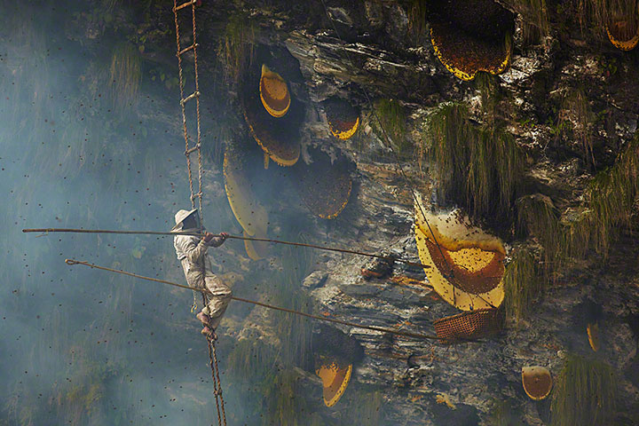 Nepalese Honey Hunter Risk Their Lives On High Cliffs To Feed Their Families -4