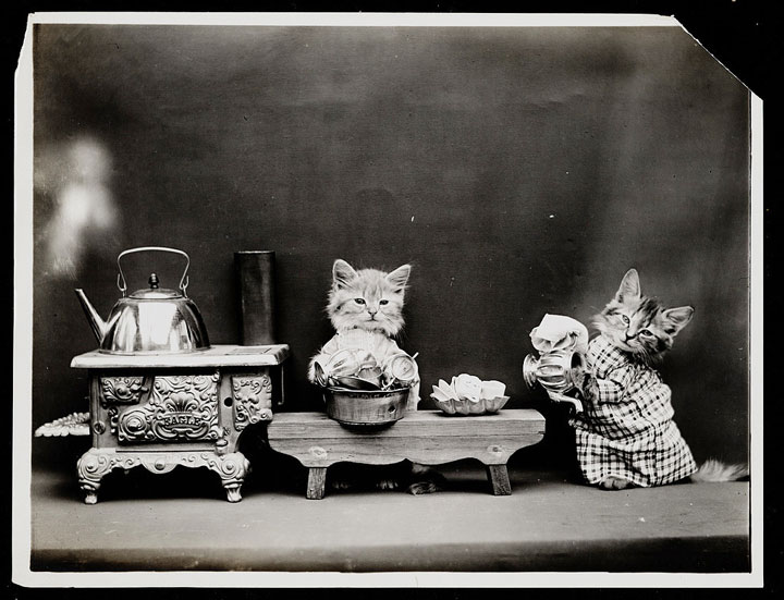 Old Is Gold-Amazing Cat Fashion From 1915 -10