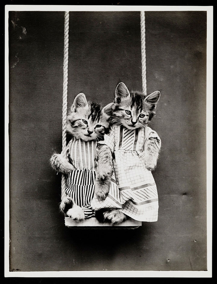Old Is Gold-Amazing Cat Fashion From 1915 -11