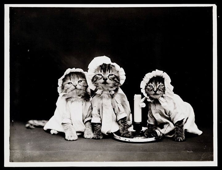 Old Is Gold-Amazing Cat Fashion From 1915 -19