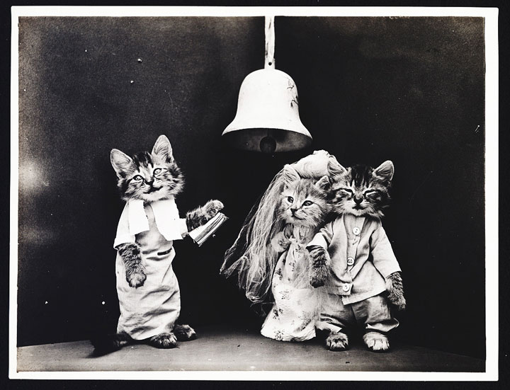 Old Is Gold-Amazing Cat Fashion From 1915 -2
