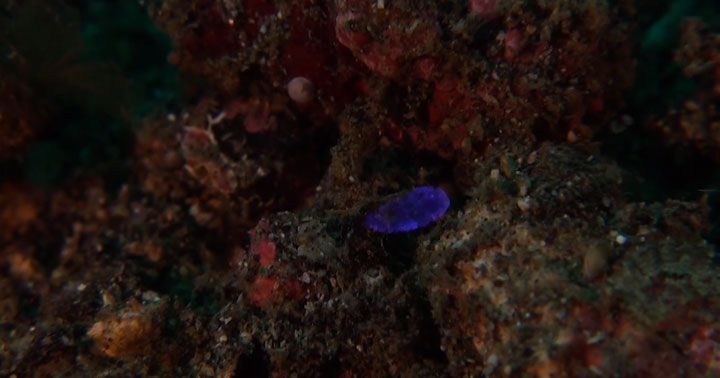 A Tiny Irridescent Sea Sapphire-