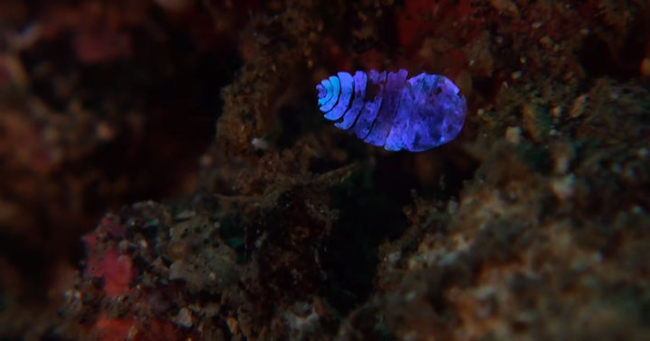 A Tiny Irridescent Sea Sapphire-1