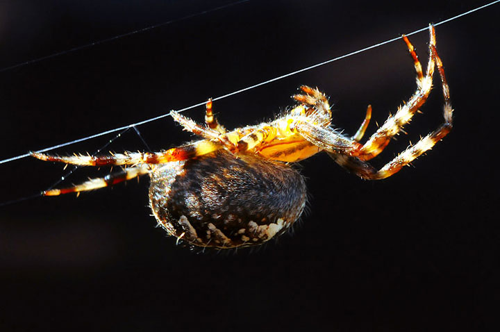 Scientists Have Finally Managed To Produce Synthetic Spider Silk-2