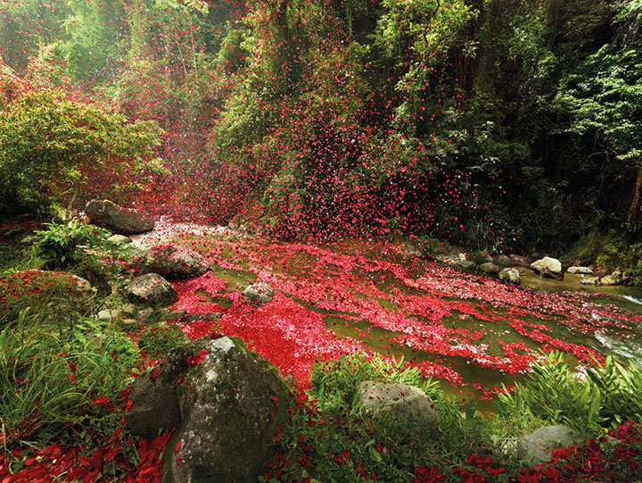Amazing Spectacle 8000000 Flower Petals Falling On A Small Village-6