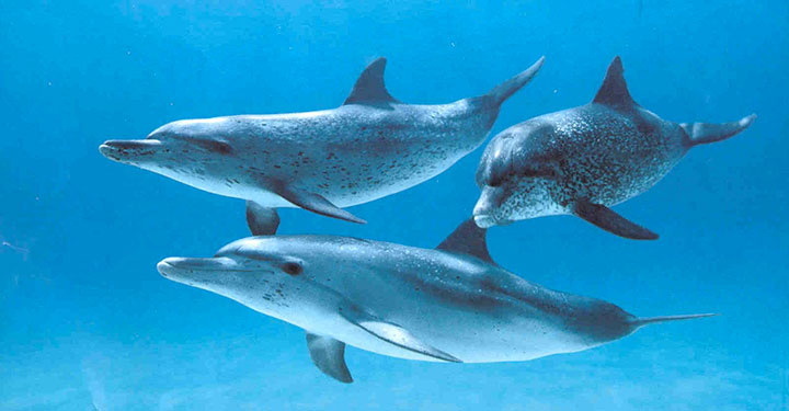 New Breakthrough: First Word Of Dolphin Language Translated By A Computer-