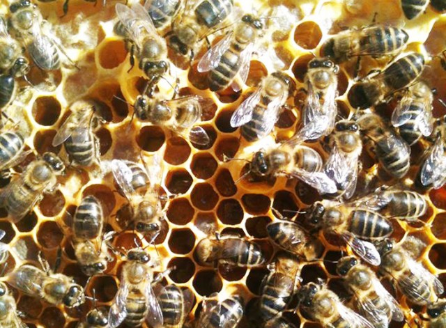 bees are threatened of extinction