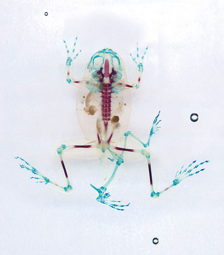 Reliquaries: Stunning Portraits Reveal Malformations In Frogs And Tadpoles-13