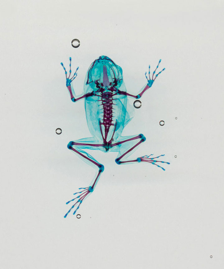 Reliquaries: Stunning Portraits Reveal Malformations In Frogs And Tadpoles-4