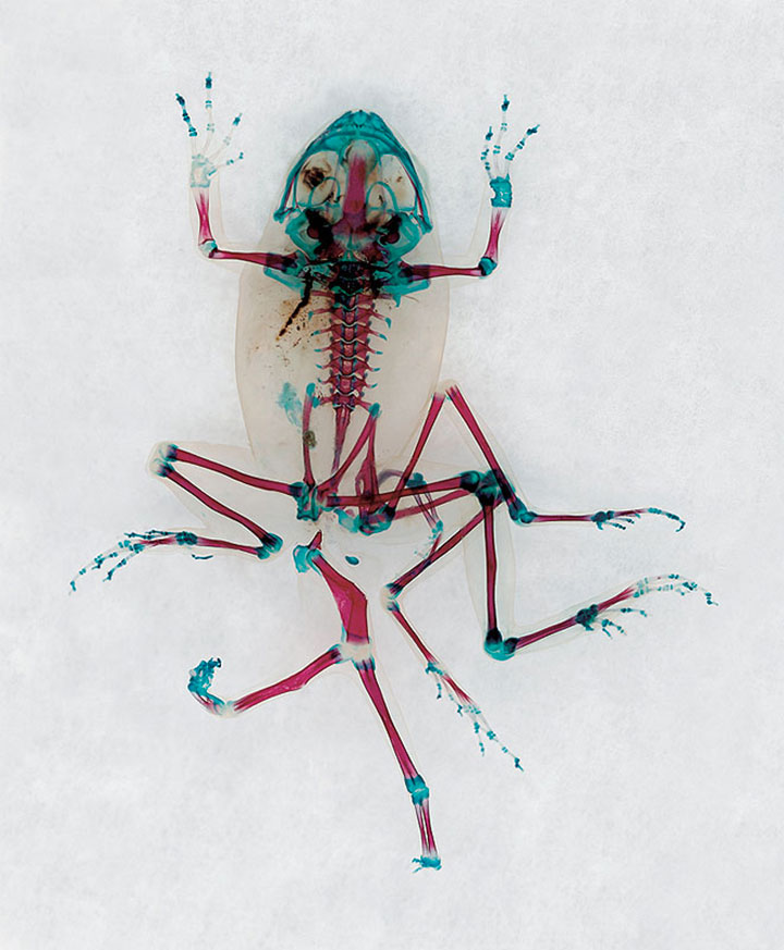 Reliquaries: Stunning Portraits Reveal Malformations In Frogs And Tadpoles-6