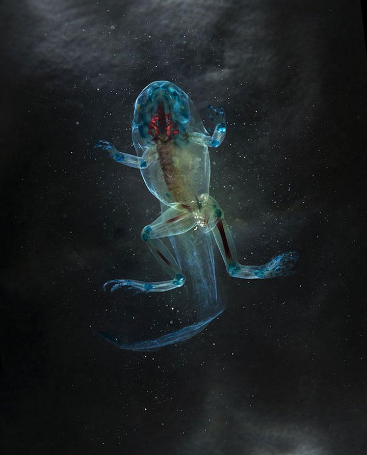 Reliquaries: Stunning Portraits Reveal Malformations In Frogs And Tadpoles-8