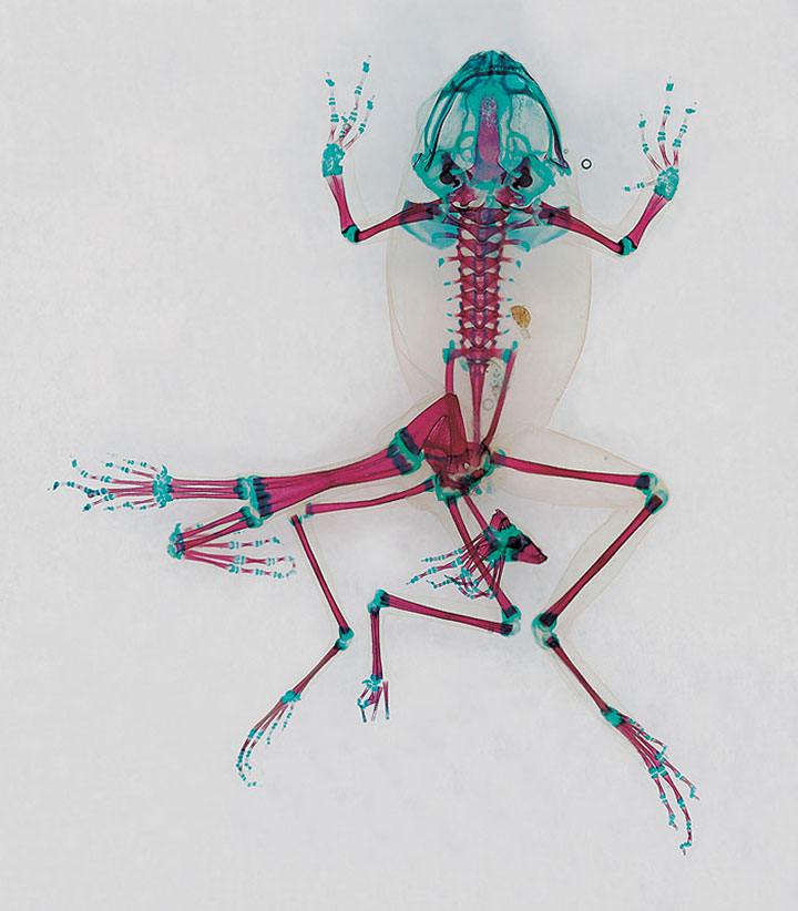 Reliquaries: Stunning Portraits Reveal Malformations In Frogs And Tadpoles-9