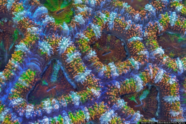Researchers Discover AIDS Blocking Protein In Australian coral-2
