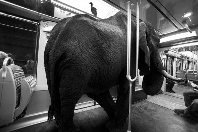 Animals Of Savannah In Paris Metro-3