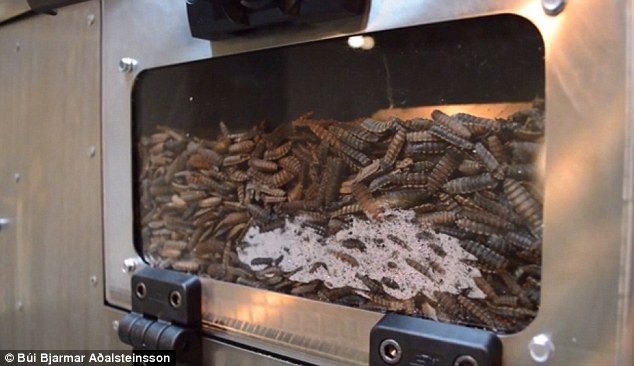 Icelander graduate insect food