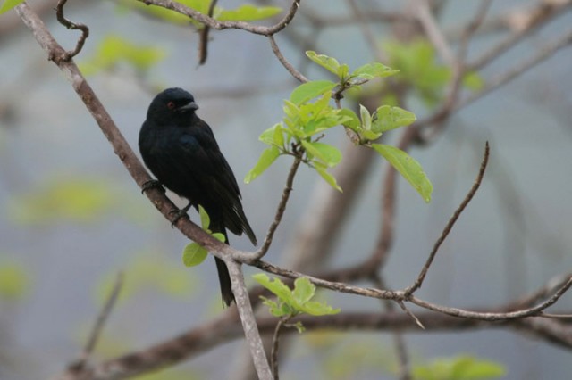 Spangled Drongo Steals Food Of Other Animals By Faking Their Distress Cries-