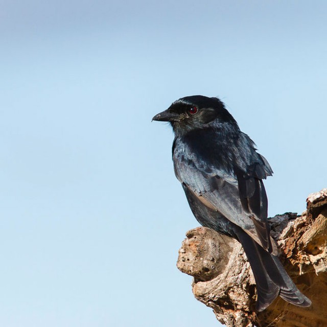 Spangled Drongo Steals Food Of Other Animals By Faking Their Distress Cries-2