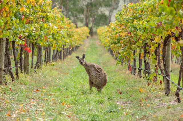 Adelaide Hills, Australia -Stunning Photographs From National Geographic Photo Contest 2014-10