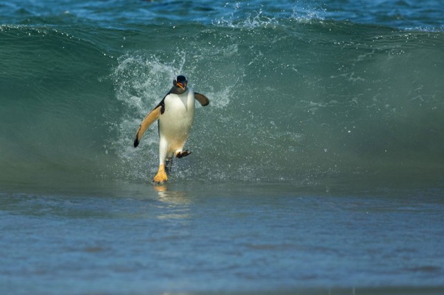 New Island, Falkland-Stunning Photographs From National Geographic Photo Contest 2014-2