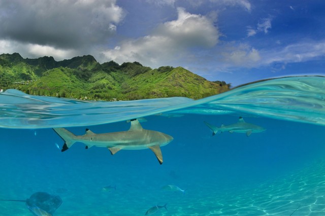 Moorea, French Polynesia-Stunning Photographs From National Geographic Photo Contest 2014-9