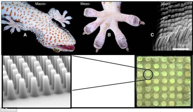 GeckSkin Gloves