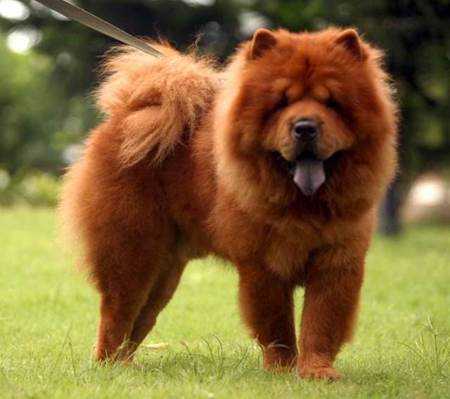 China-Chow-Most Beloved Dog Breeds Worldwide-16