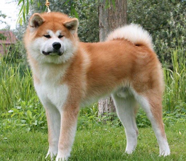 Akita inu-Japan-Most Beloved Dog Breeds Worldwide-19
