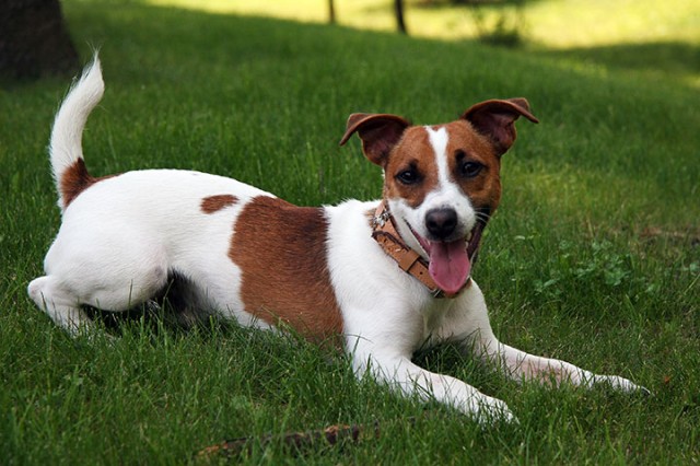 Jack-Russel-Terrier-Most Beloved Dog Breeds Worldwide-3