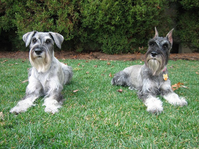 Schnauzer-Sweden-Most Beloved Dog Breeds Worldwide-5