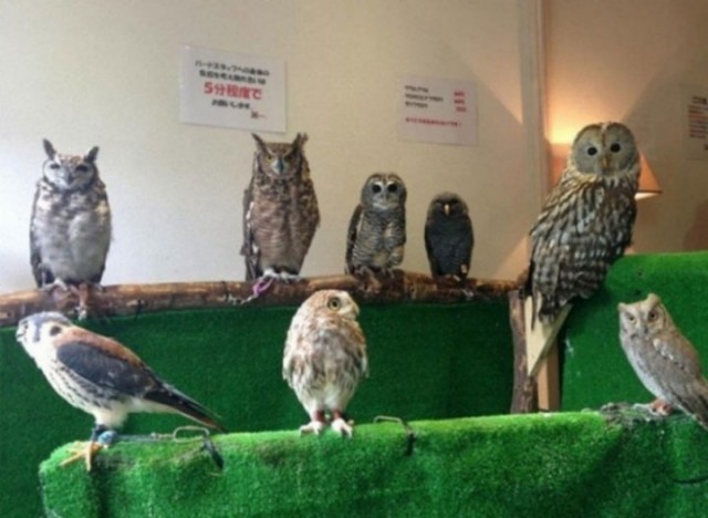 An Unusual Owl Bar Where You can Drink Coffee While Cuddling Owls-