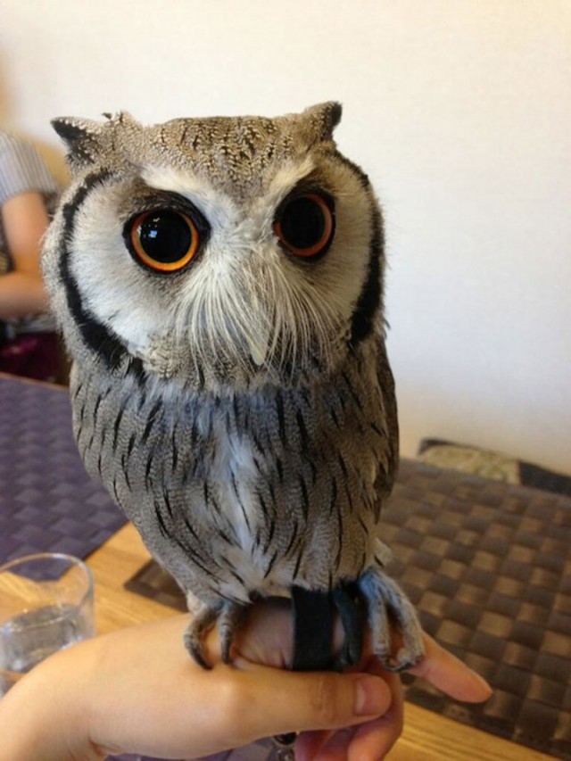 An Unusual Owl Bar Where You can Drink Coffee While Cuddling Owls-11