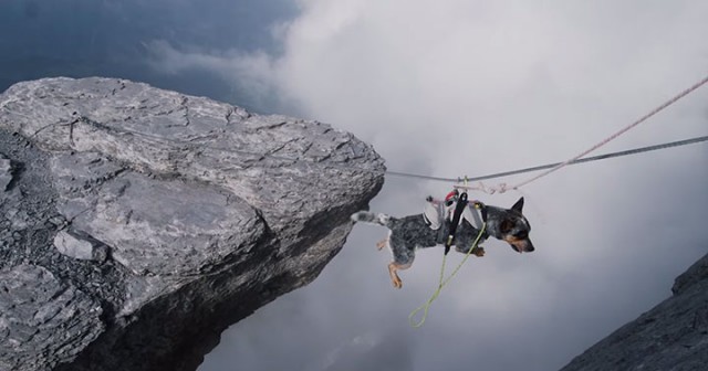 Whisper: World's First Dog To Enjoy BASE Jumping With His Master-3