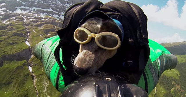 Whisper: World's First Dog To Enjoy BASE Jumping With His Master-6