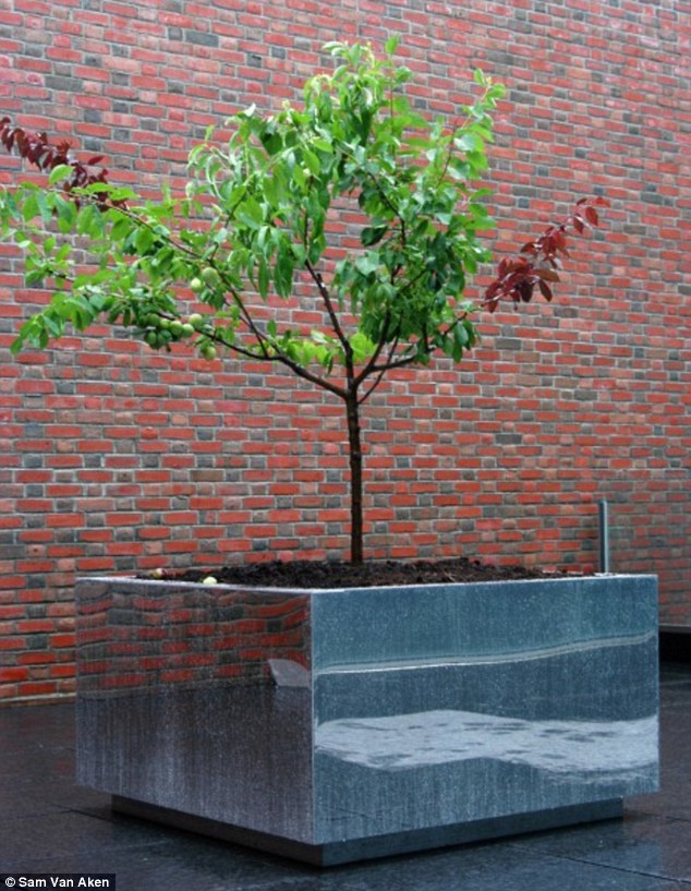 amazing tree with multiple fruits