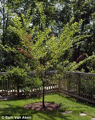 tree with multiple fruits