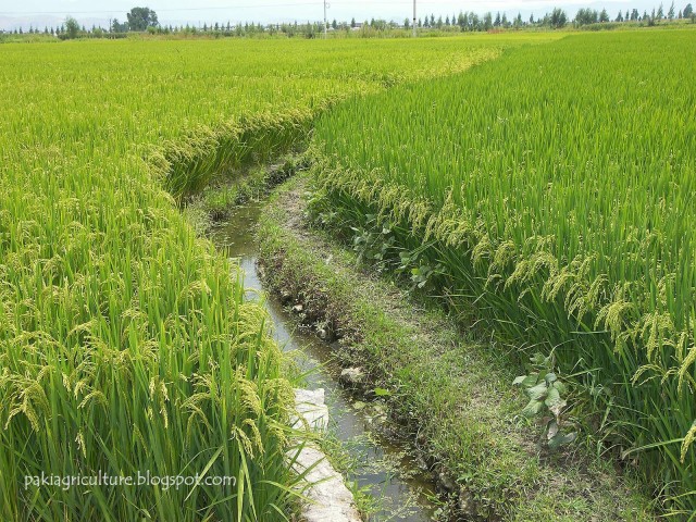Pakistani Irrigation System-Top 10 Mind Blowing Achievements Of Pakistanis In Science And Technology-