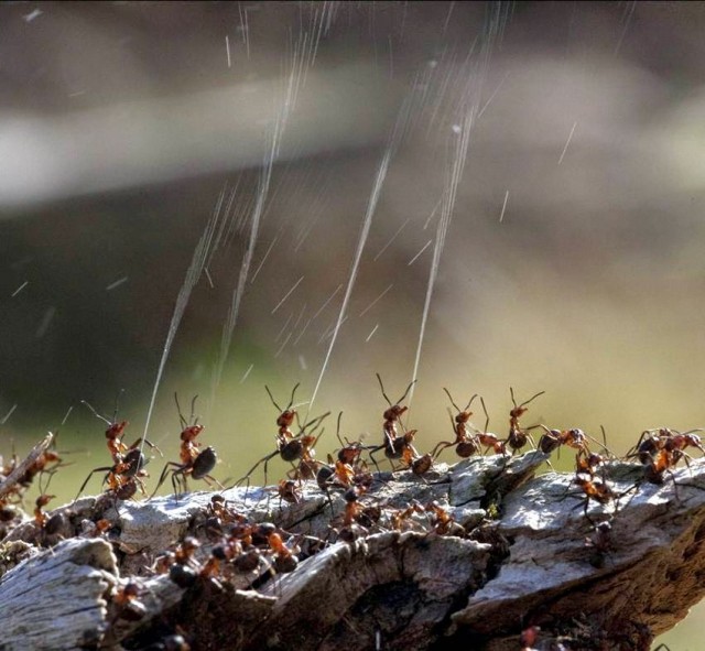 French Researchers Use Ant Secretions To Make Green Fuel-2