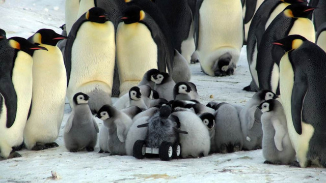 Can We Use Robots To Protect Penguins From Extinction?-