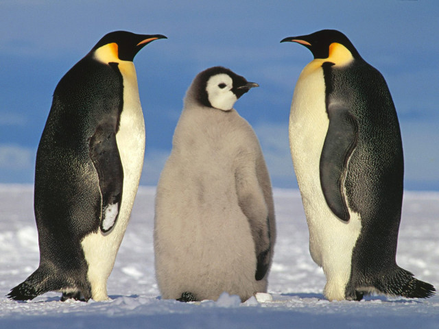 Can We Use Robots To Protect Penguins From Extinction?-2