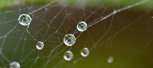 Future Smartphone Screens Will Be Inspired By Vegetable Leaves And Cobwebs-1