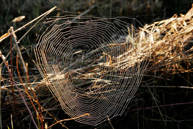 Future Smartphone Screens Will Be Inspired By Vegetable Leaves And Cobwebs-3