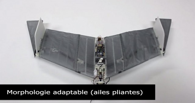 DALER-A bat inspired robot that can fly and move on the ground-