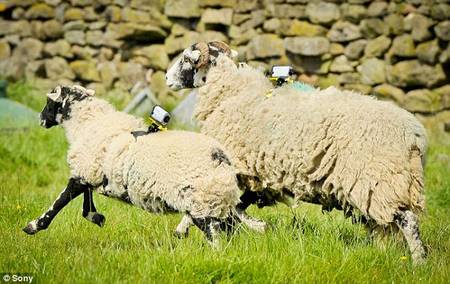 Scientists To Use Sheep To Provide Internet In The Countryside-